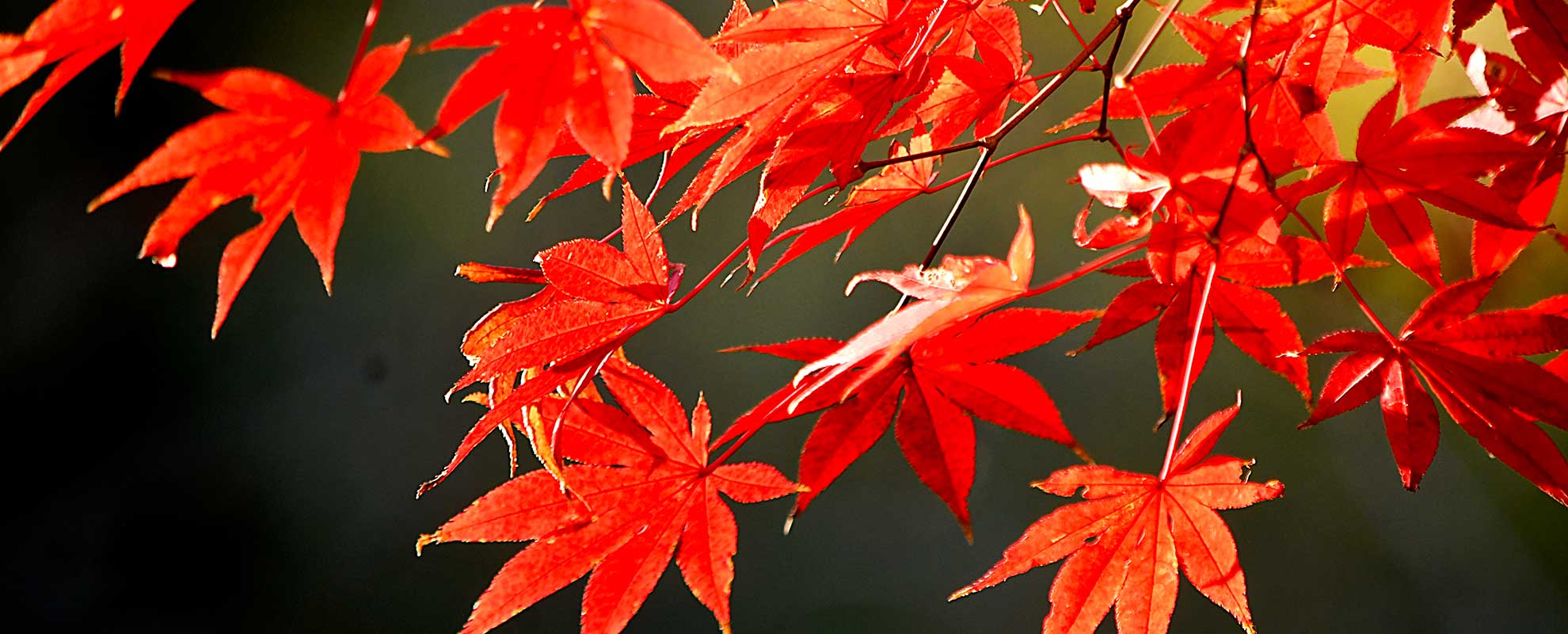 acero rosso dove piantarlo