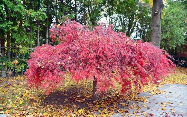 acero rosso giapponese