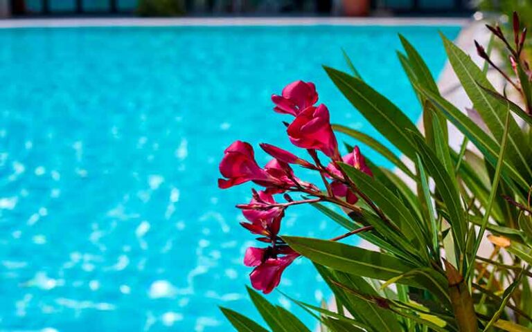 oleandro a bordo piscina